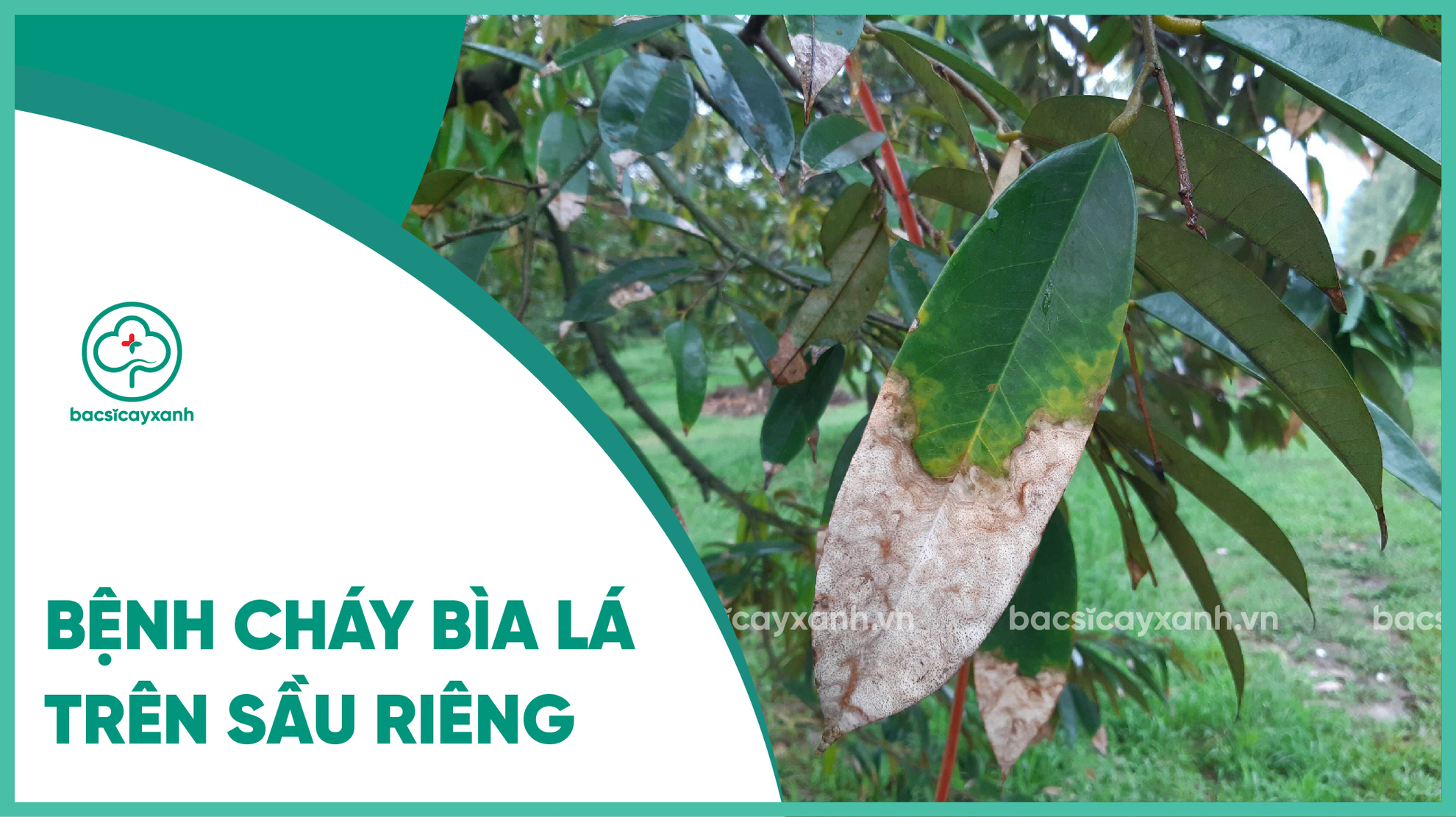 Bệnh cháy bìa lá sầu riêng
