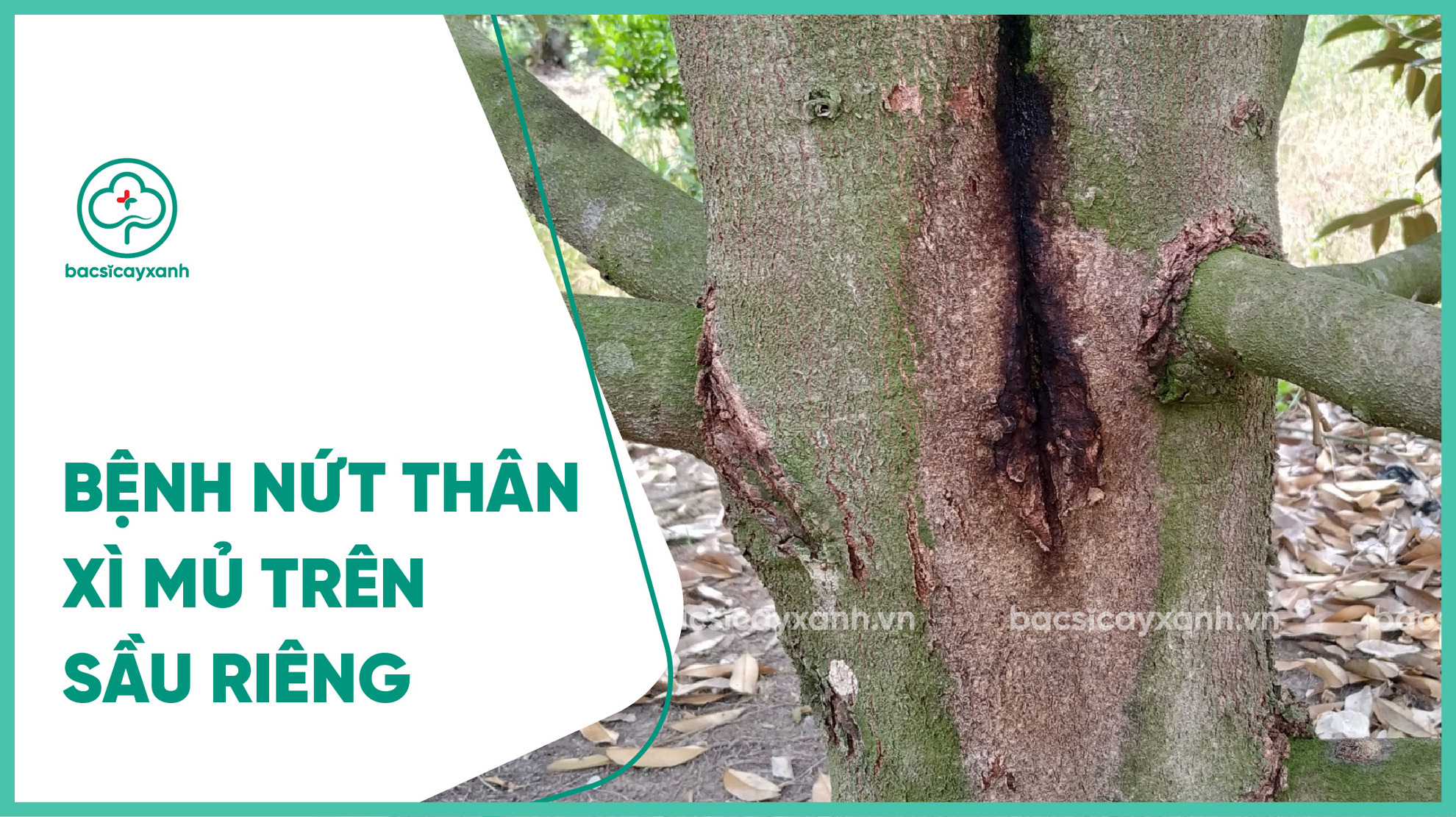 Bệnh nứt thân xì mủ trên sầu riêng