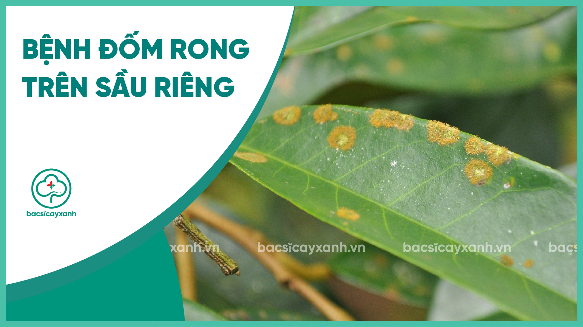 Bệnh đốm rong trên sầu riêng