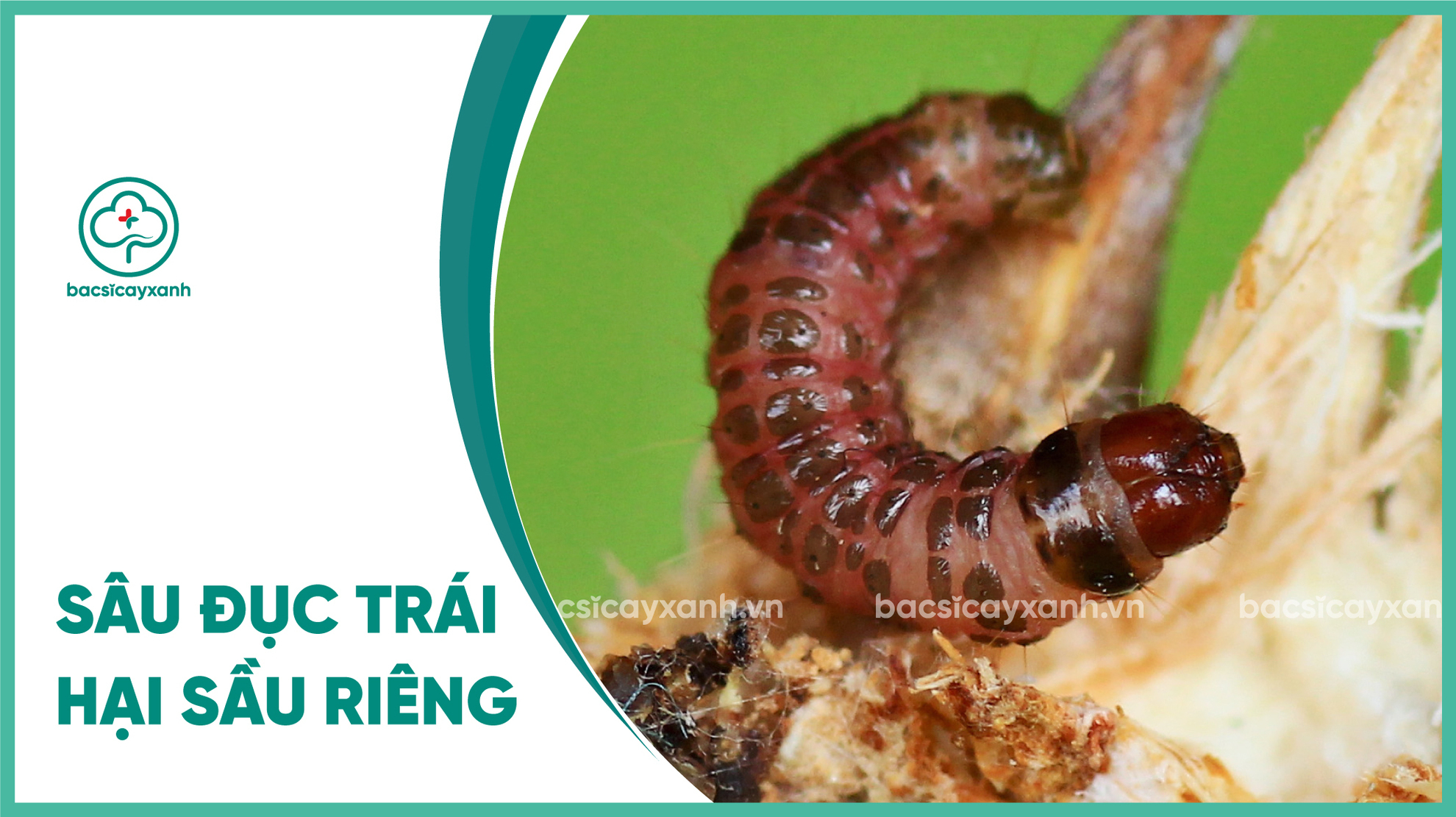 Sâu đục trái hại sầu riêng