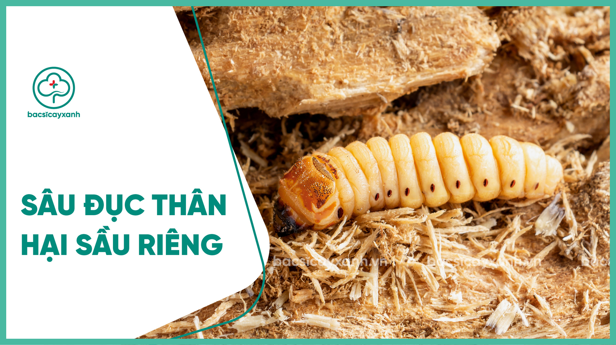 Sâu đục thân hại sầu riêng