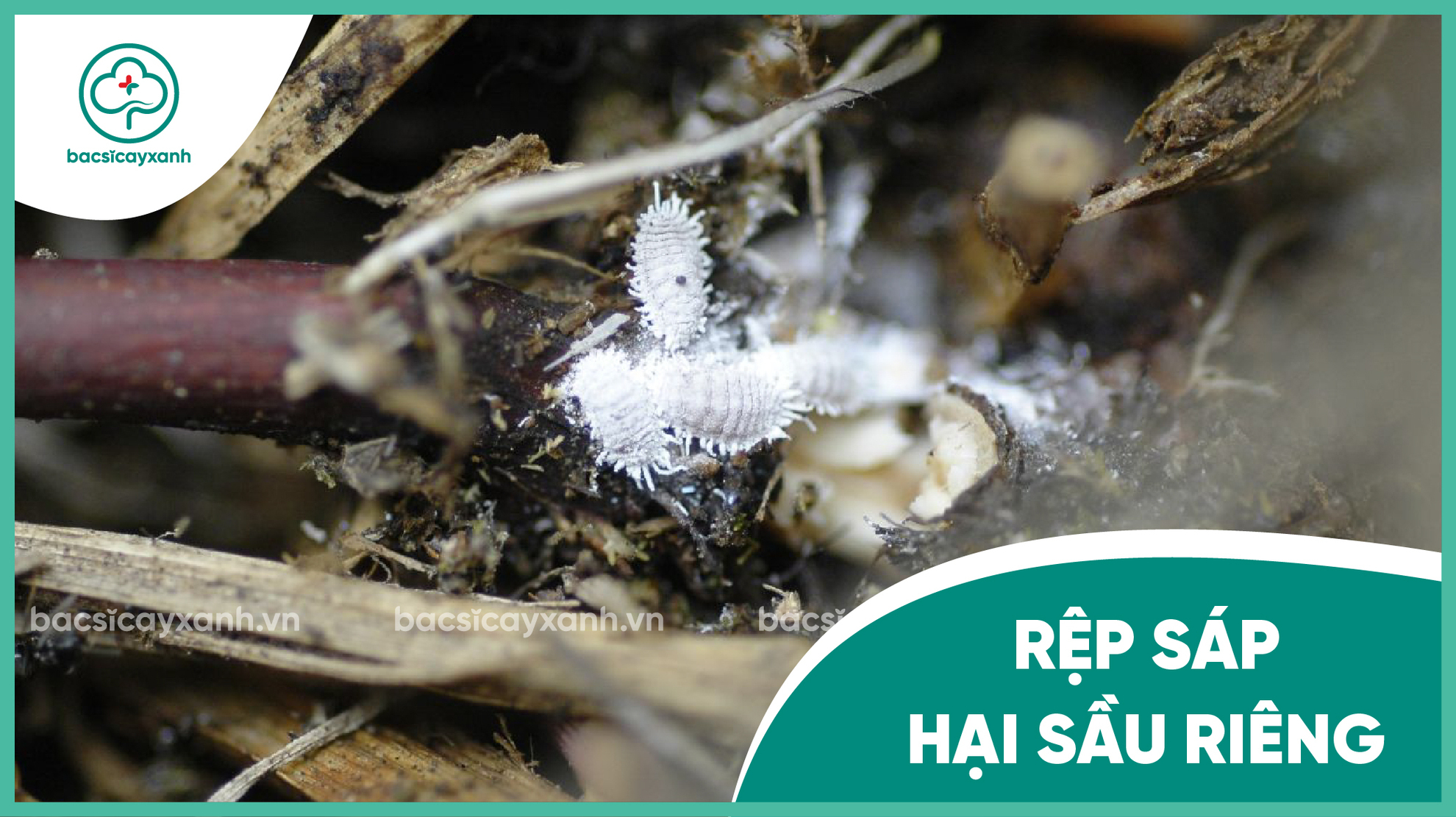 Rệp sáp hại sầu riêng