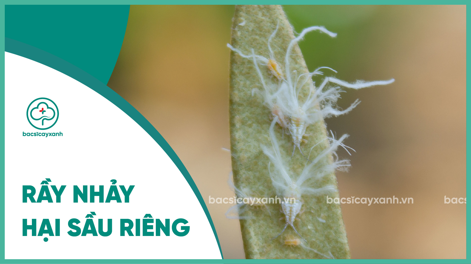 Rầy nhảy hại sầu riêng